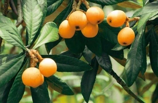 排毒养颜|皮肤好的女人都爱吃此几物，每天来几口，美容养颜还能瘦身