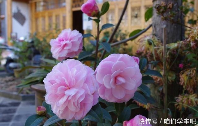 家有一小院,定要养棵“它”,树态峭立,花色艳丽,比桃花要好!