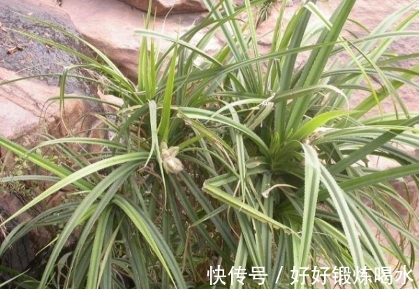 整天活|非洲有种“钻石草”,当地人称这是财富的来源