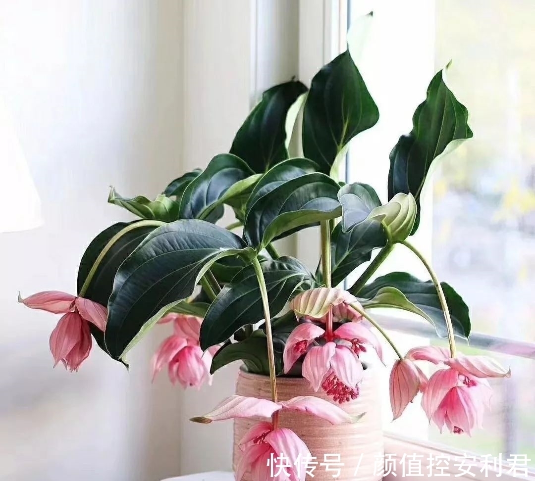 6种“仙气花”,美丽又动人,家里养一盆,就像捡到“大宝贝”