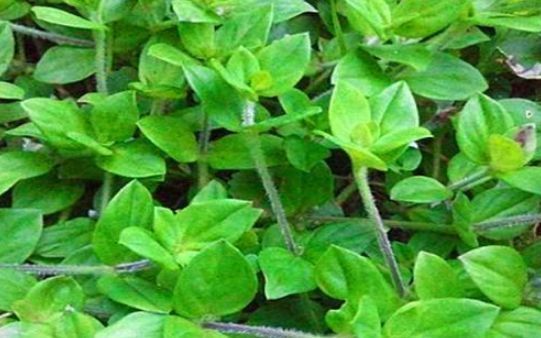 女性|女性养生不妨常吃三种食物,美容养颜,袪皱淡斑,滋润皮肤