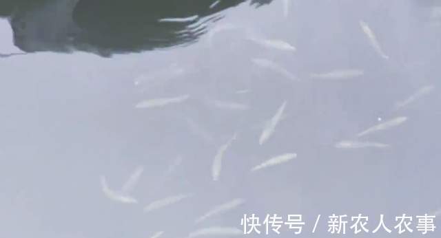 青占鱼|简单粗暴的钓鱼方式，山东一男子玩出了新花样，一秒钟钓一条鱼