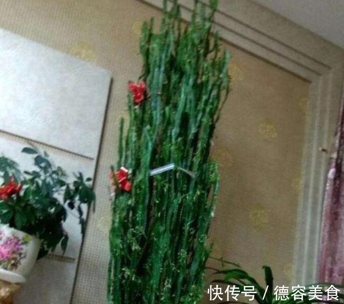 龙骨|最适合新手养的4种花,镇宅又旺财,家里更清新,养在客厅上档次