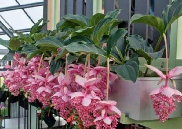 木香花|超漂亮的几种花卉,花朵大花期长,年年开花美翻了