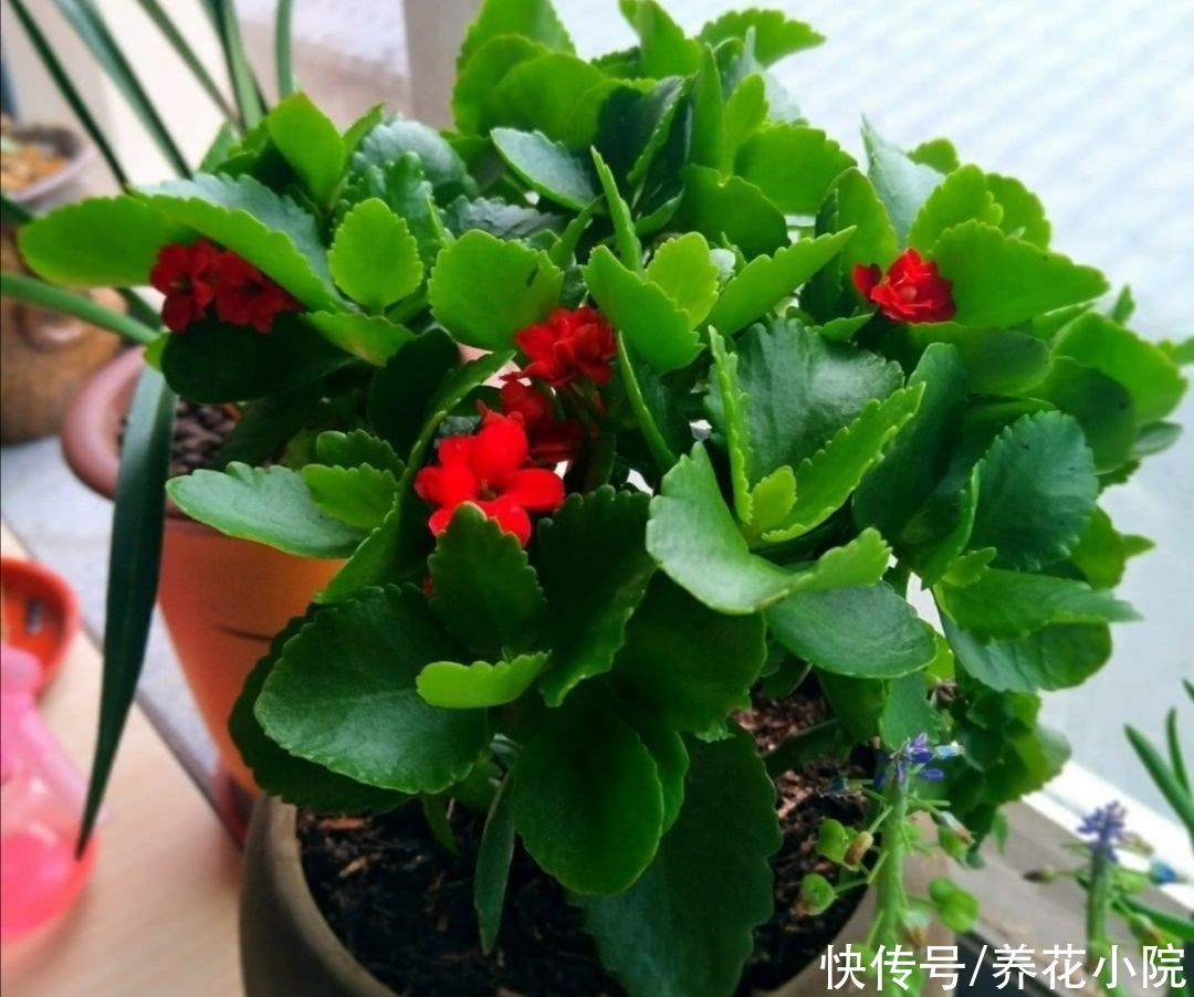 花卉|夏天6种花很怕晒，早做好遮阳，防止植株被晒伤