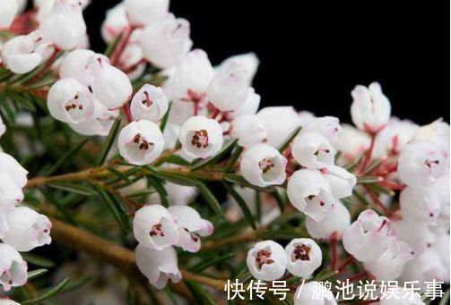 冬天就养此款植物，好养易打理，花色柔美，花朵烂漫迷人，美爆了