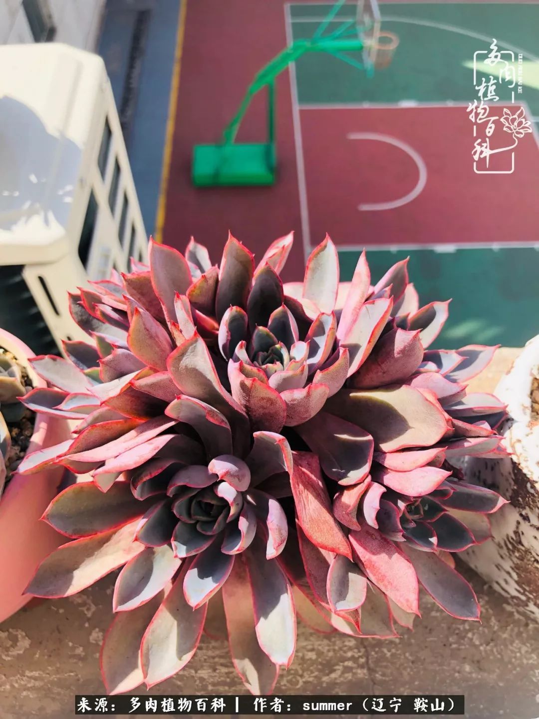 活着即是王道!我和我大东北的多肉们!