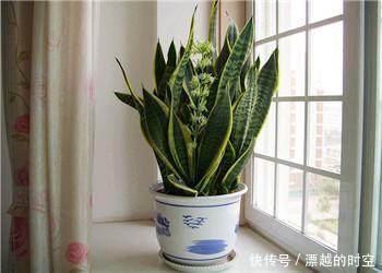 莳养“治污能手”虎尾兰,只要掌握这几个要点,还能开花结果呢!