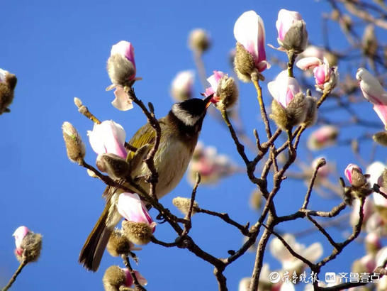 百花公园里一株玉兰率先开花，引来白头翁啄食鸣叫