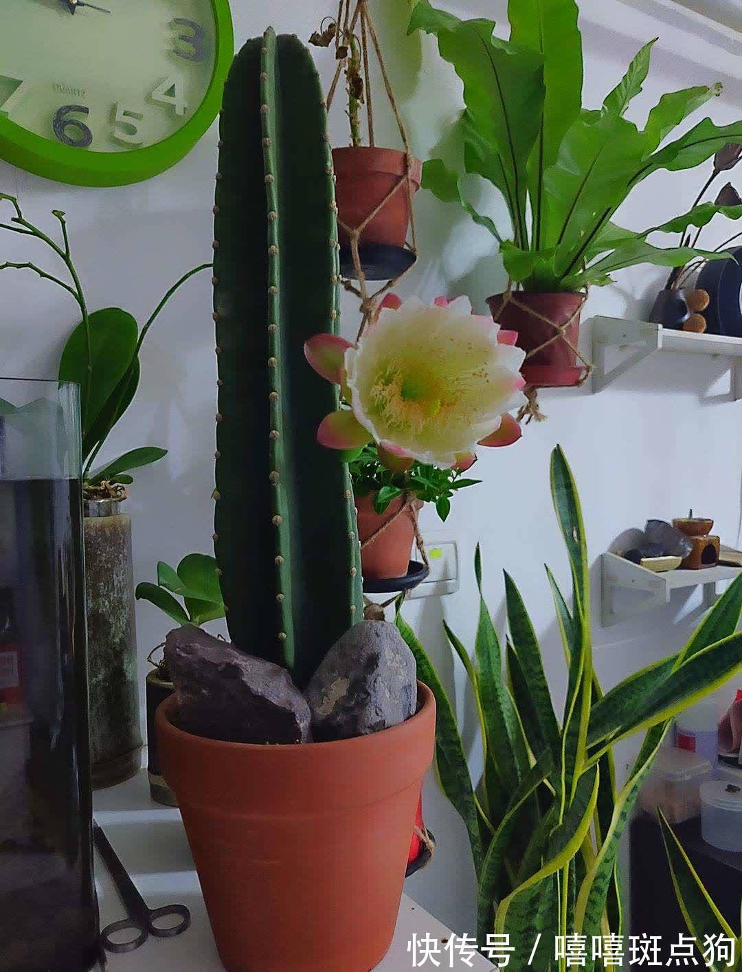 室内想养大盆镇宅花,建议从这10种里面选,听名字就很霸气