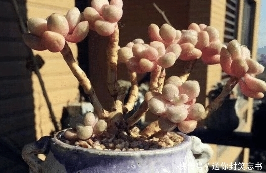 多肉植物老是养不活?可能是你太勤快了,来看看