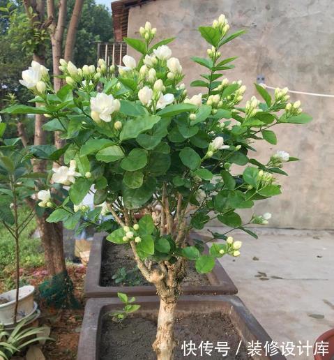 枝条|6种“漂亮花”,长了就狠剪,舍不得剪害处大,耽误一年开花量