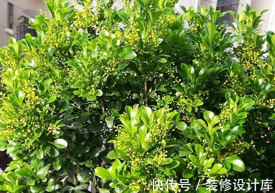 枝条|6种“漂亮花”,长了就狠剪,舍不得剪害处大,耽误一年开花量