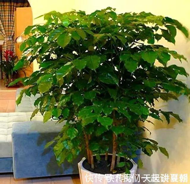 有“讲究”的人都喜欢这“3种树”,叶多枝壮,摆在家中纳福养人
