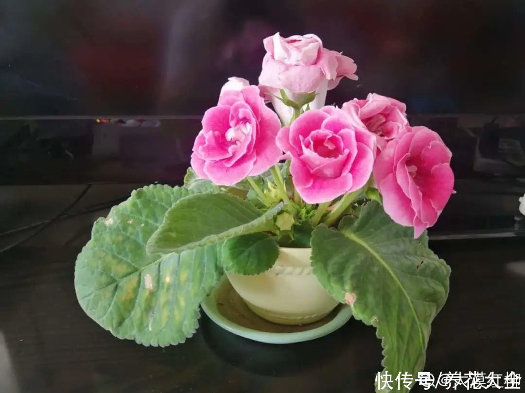 仙人球|9种花最怕下雨天，一淋雨就死，太心疼了