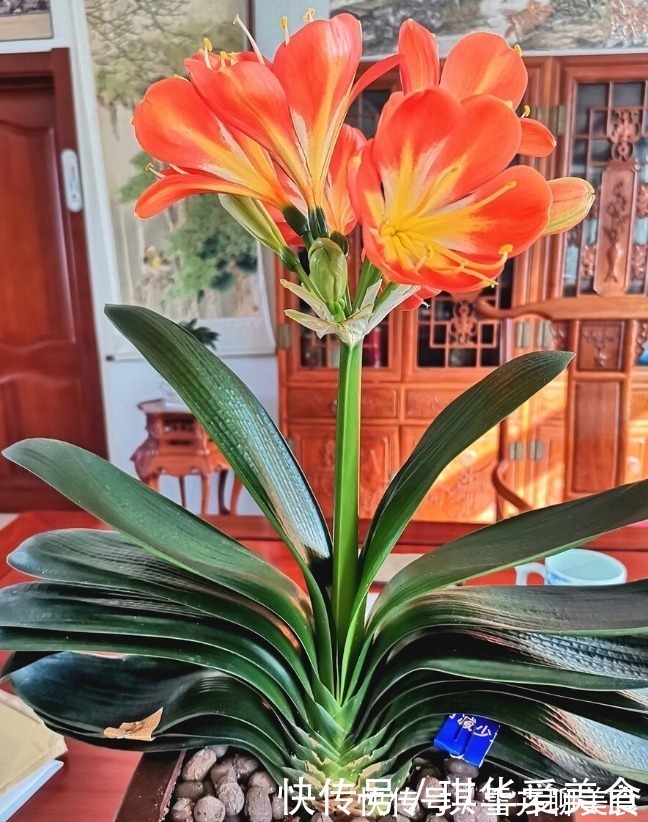 花期|“春不出,夏不晒,秋不干,冬不湿”,君子兰的四季莳养