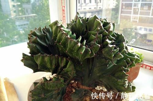 叶片|3种其貌不扬的植物，养一盆家里变成“天然氧吧”，是盆栽佳品！