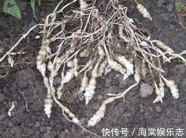 龙葵|农田里，生长着1种“杂草”，人称“地环”，1公斤“70元”，珍贵