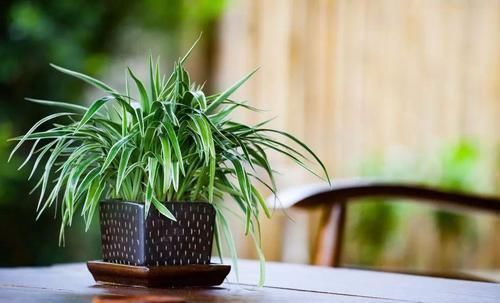 角落|17种适合生长在弱光处的室内植物,可以摆放在家里的任何角落