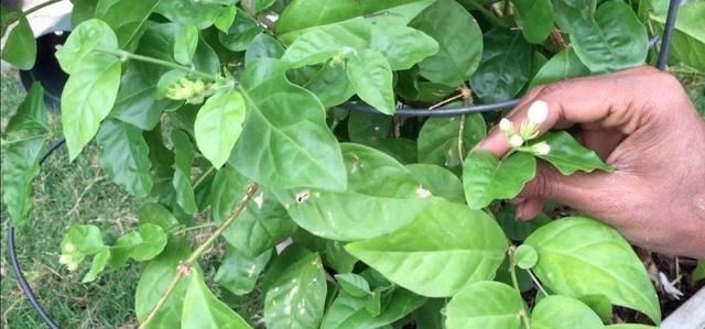 夏至|茉莉花这样养，新枝多花蕾多香味浓，自夏至秋开花不断