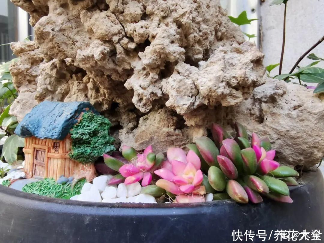 10种花要控水，天热反而不能浇，一浇水就死