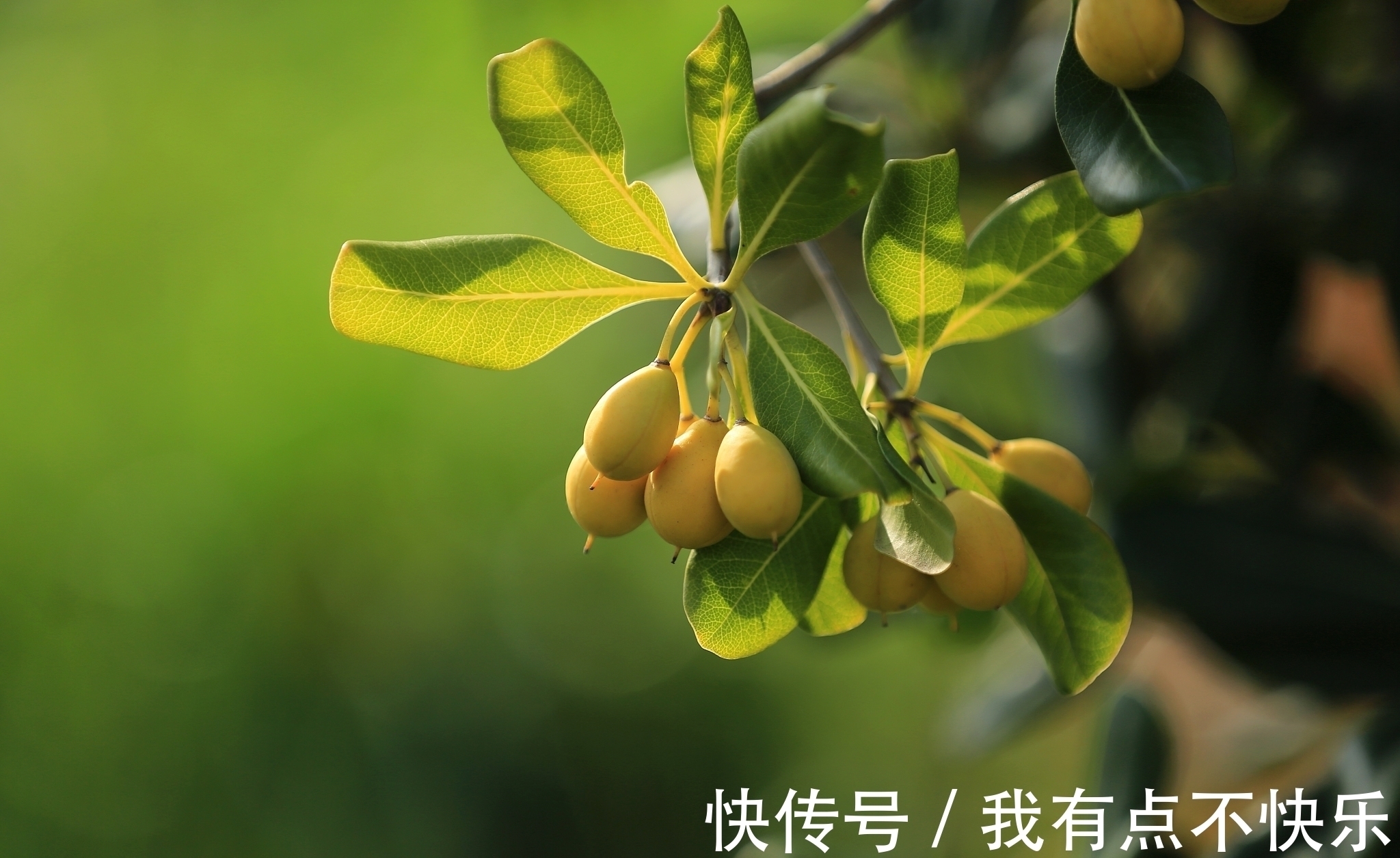 相思$秋风吹,落叶黄,谁的相思在弦上忧伤,谁的深情一望再望