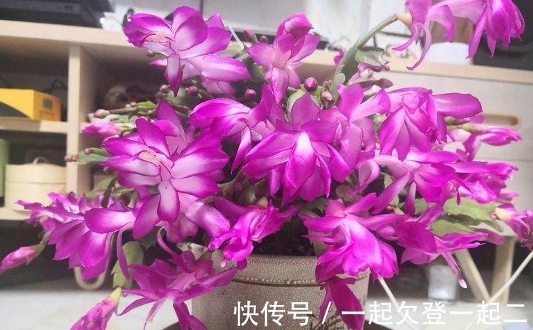 洋桔梗|家里必养4种花,好养又漂亮,懒人新手都能养好,美成花海!