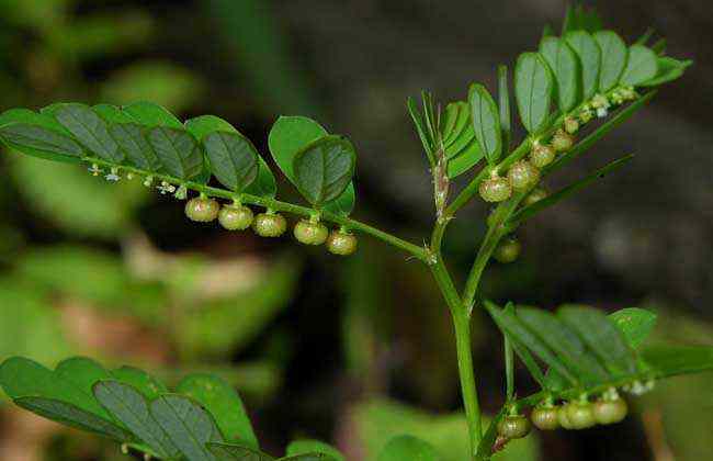牙疼草|有种草叫“牙疼草”,生在农村形似含羞草,如今市场上一斤80元