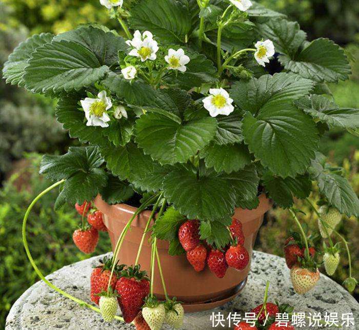 百香果|最适合阳台种植的5种盆栽水果,结果多、好养活,健康又美味!