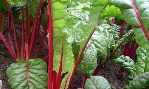 食物|秋天很热，离不开好食物，皮肤红润嫩白，去皱消斑，更显气色好