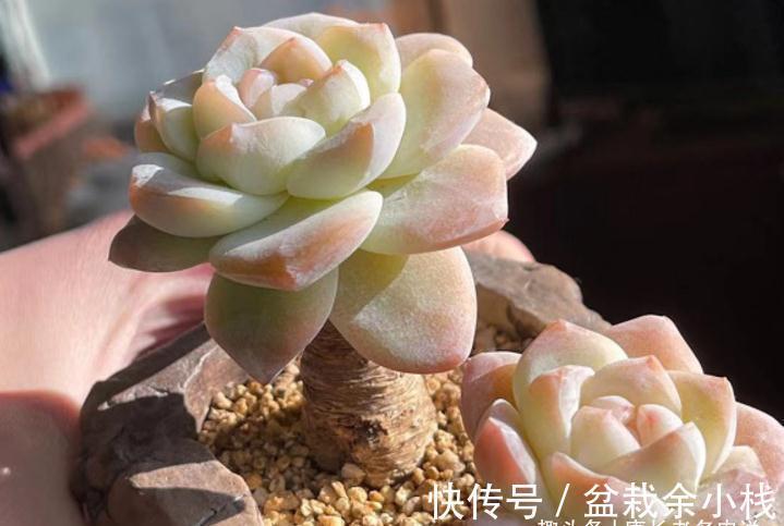 多肉冰玉见多了，但老桩不常见，用两种方法可养出粗腿的冰玉老桩