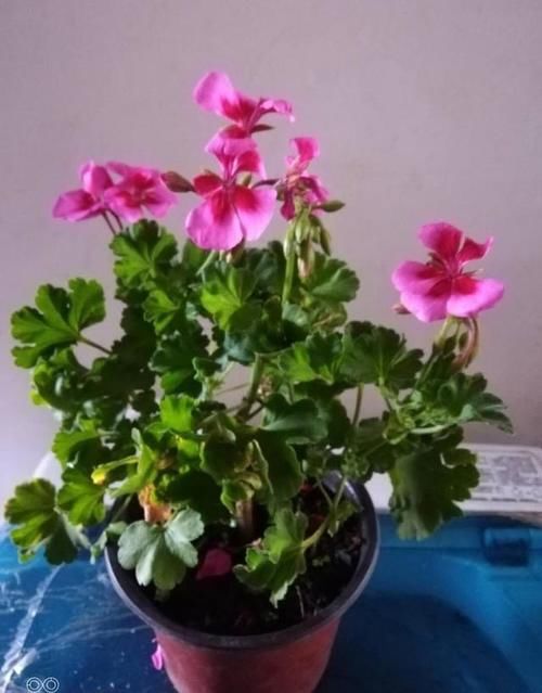 养天竺葵最怕什么？