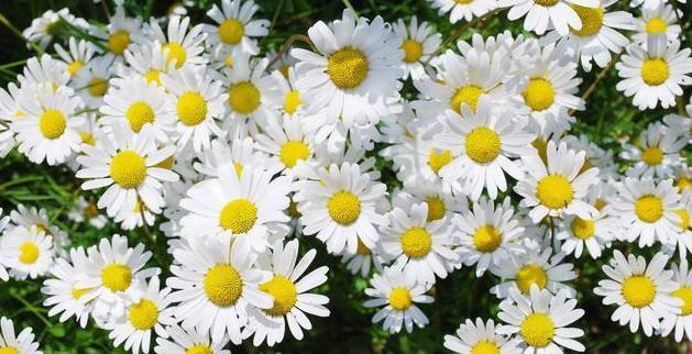 适合懒人种植的6种易爆盆花卉，一定要养一盆，简单爆成大花球