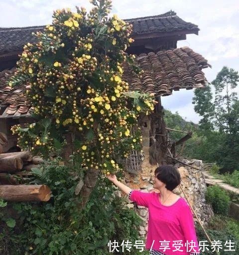 8种镇宅花,窗户边养一棵,霸气又镇宅!