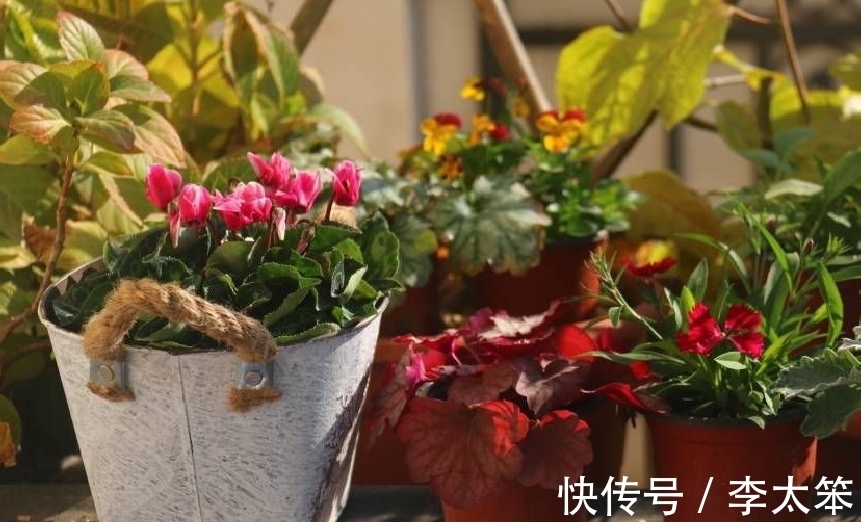 5种“过期药”别扔,磨成粉养花,代替生根粉营养液,杀菌防病害