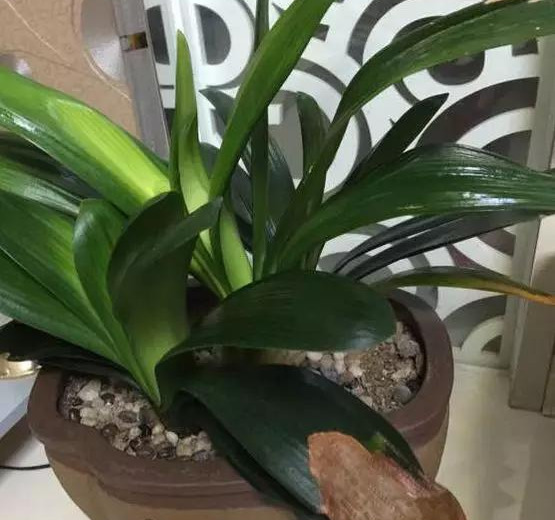 橡皮树|君子兰肥到流油,长寿花开不断,原来他用了这个小方法!