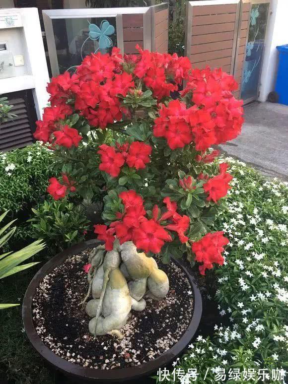 6种花需穷养，不花钱不用管，丢在一旁不浇水，肥硕又爆花