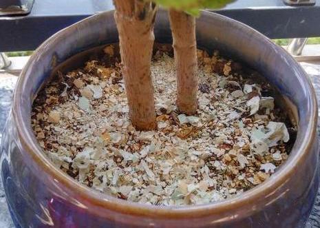 养花施肥篇这些垃圾可变废为宝，成为盆栽植物的''催化剂''