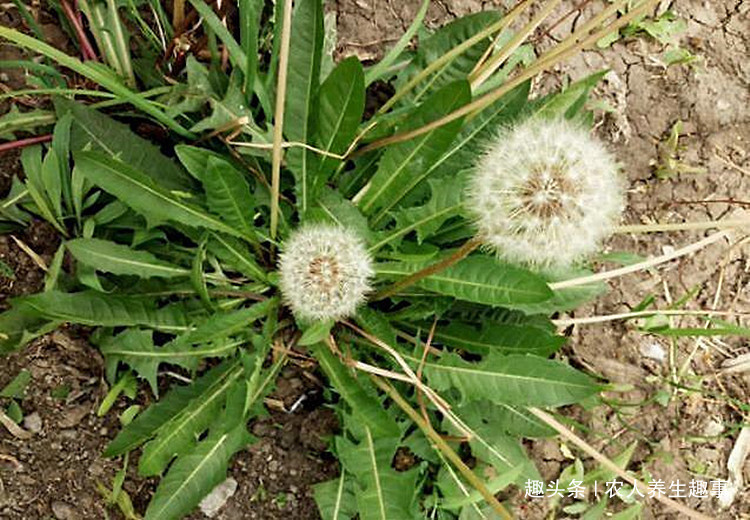 农村|农村不起眼的野草,浑身是宝,号称肝的“清洗剂”,现在吃正当季