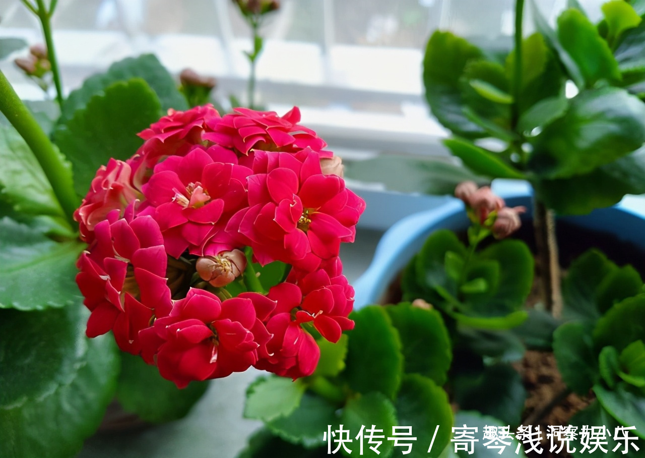 六月养长寿花，这“三位置”提前剪一剪，顺利度夏，天凉开花早