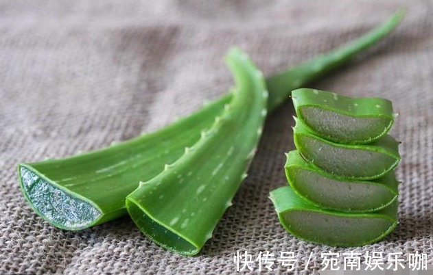 养在卧室“助睡眠”的3种花,在浮躁的社会亲近自然,净化人心灵