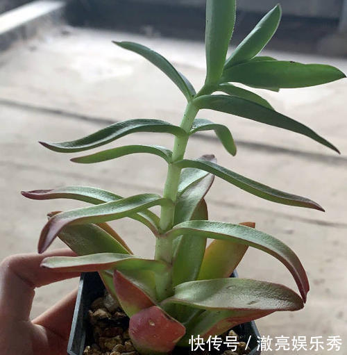 号称“徒神”的4种多肉，夏天稍不留神就成高个子，新手慎养