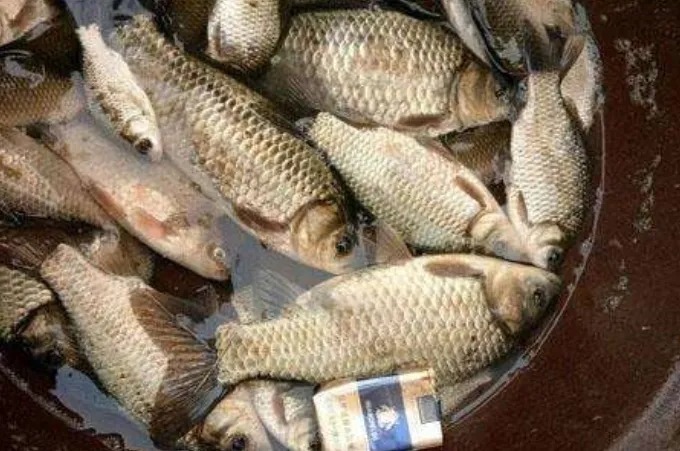 冬天“降服”板鲫,这子线用法格外关键,我才试一次就钓过了瘾