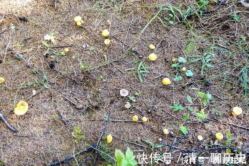 氨基酸|生在松林里，曾误认含毒不能吃，如今58元1斤，可惜农村也少见了