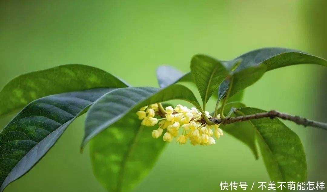 秋天|秋天,是桂花味的.....