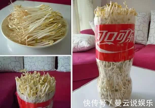 阳台上|一个空可乐瓶,一把绿豆,3天窜出满满一盆豆芽!“好养”又好吃