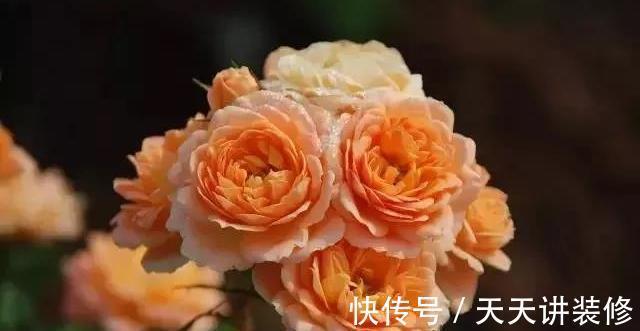 微月|在阳台上打造出一个月季小花园,距离你很近,做好4个方面就行