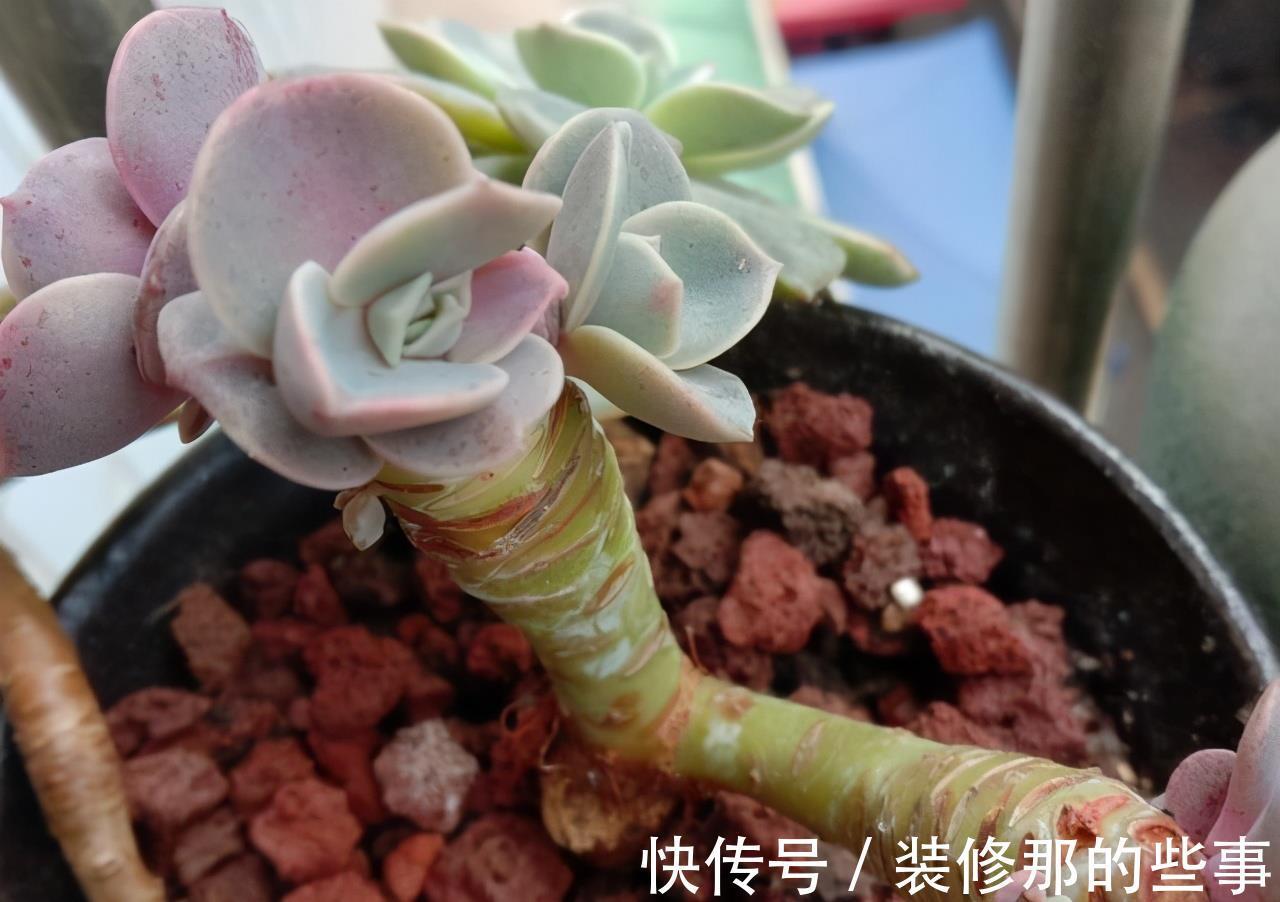 徒长|阳台党打心底里喜欢的多肉不多，紫珍珠算一个，群生的老桩真漂亮