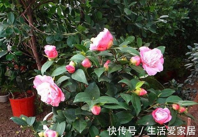 很多人喜欢种植山茶花,掌握下面这五点,它可以长得更旺盛