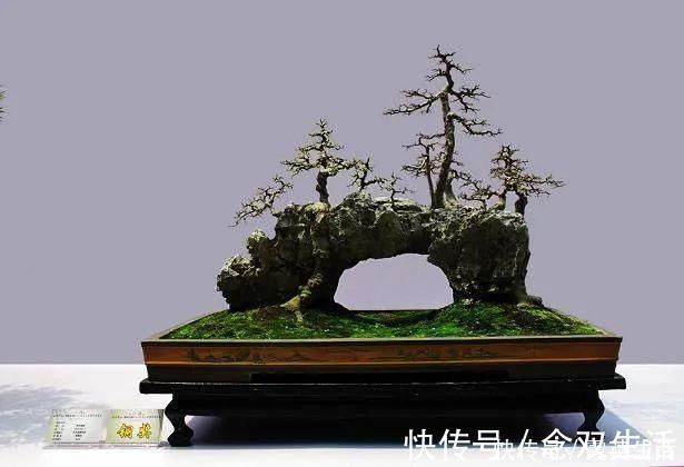 叶片|盆景制作技法夏天来到，盆景脱衣换锦，有6种好处